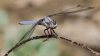 J14_1444 Orthetrum brunneum male